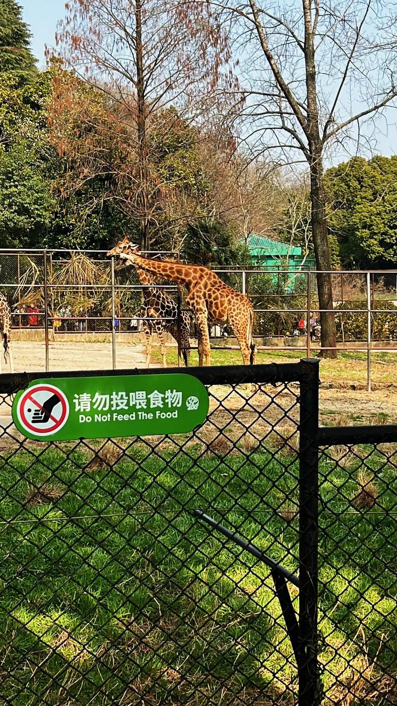 参观动物园