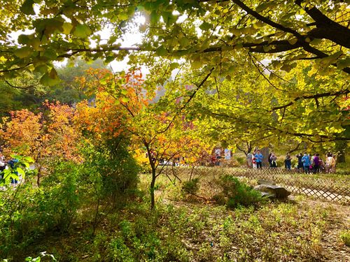 秋天的香山公园的相关图片